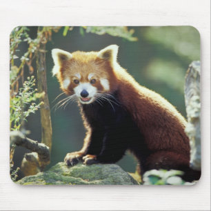 Red Panda Ailurus fulgens) Mousepad