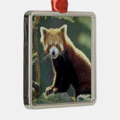 Red Panda Ailurus fulgens) Ornament Aus Metall (Rechts)
