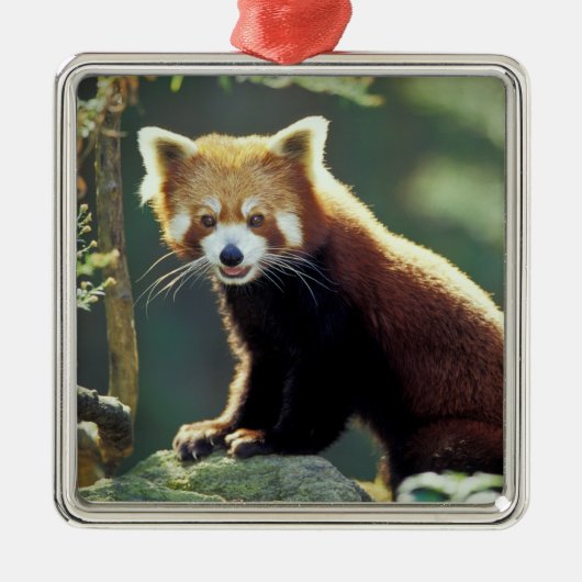 Red Panda Ailurus fulgens) Ornament Aus Metall (Vorne)