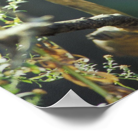 Red Panda Ailurus fulgens) Poster (Ecke)