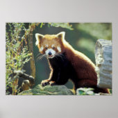 Red Panda Ailurus fulgens) Poster (Vorne)