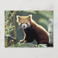 Red Panda Ailurus fulgens)