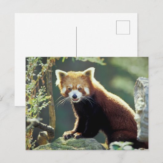 Red Panda Ailurus fulgens) Postkarte (Vorne/Hinten)