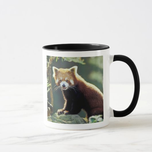 Red Panda Ailurus fulgens) Tasse (Rechts)
