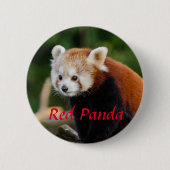 Red Panda Animal Fotografy Button (Vorderseite)