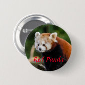 Red Panda Animal Fotografy Button (Vorne & Hinten)