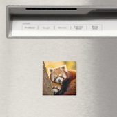 Red Panda Animal Wild Beauty Freedom Wilderness Magnet (In Situ (Geschirrspüler))