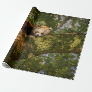 RED PANDA AUF DER BRANCHE VON GRÜNEN BÄUMEN GESCHENKPAPIER