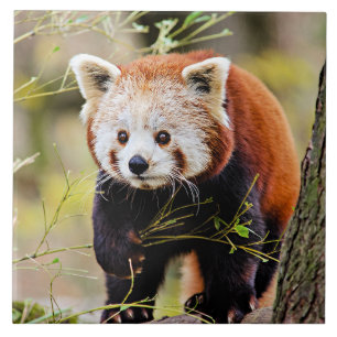 Red Panda Bear Fliese