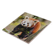 Red Panda Bear Fliese (Seite)
