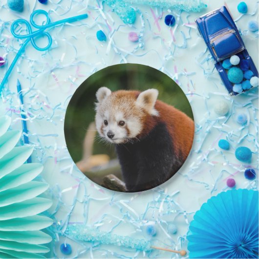 Red Panda Bear Pappteller (Party)