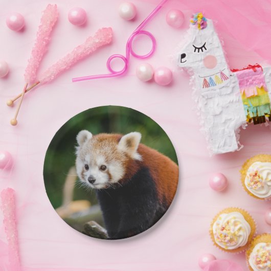 Red Panda Bear Pappteller (Party)