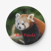 Red Panda Bear Pappteller (Vorderseite)