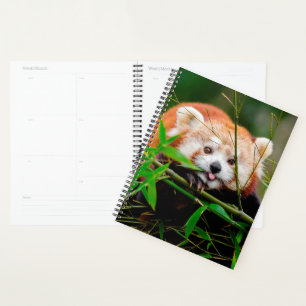 Red Panda Bear Planer