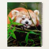Red Panda Bear Planer (Rückseite)