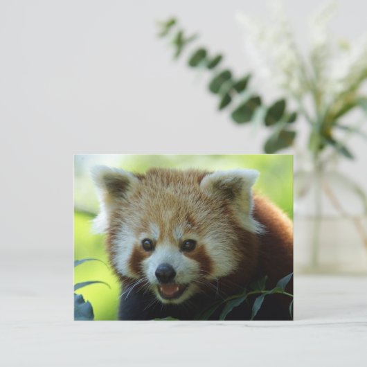 Red Panda Bear Postcard Postkarte (Stehend Vorderseite)