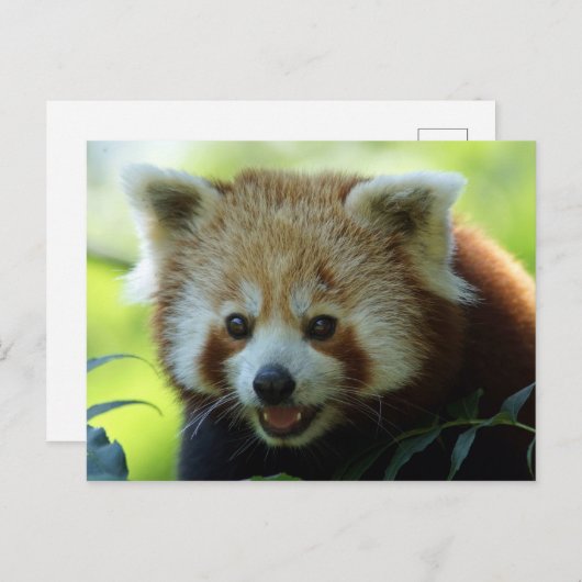 Red Panda Bear Postcard Postkarte (Vorne/Hinten)