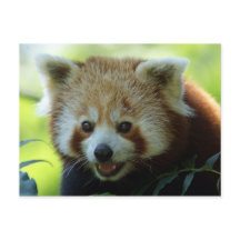 Red Panda Bear Postcard