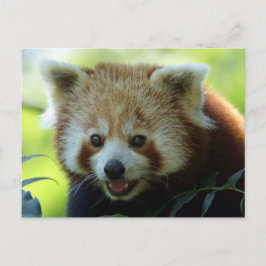 Red Panda Bear Postcard Postkarte