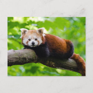 Red Panda Bear Postkarte