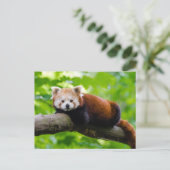 Red Panda Bear Postkarte (Stehend Vorderseite)