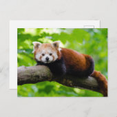 Red Panda Bear Postkarte (Vorne/Hinten)