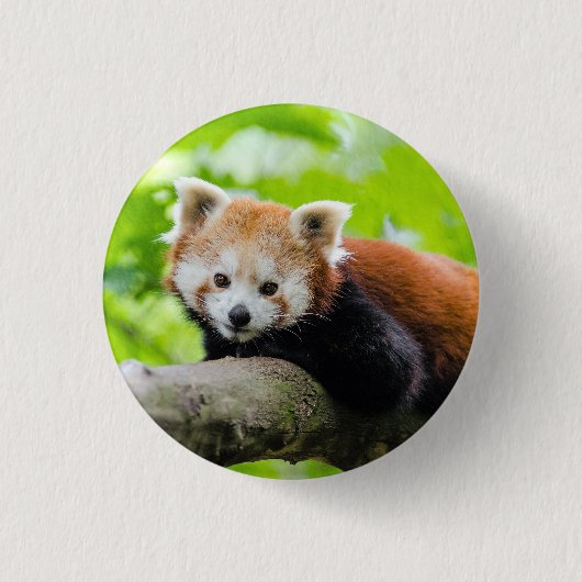 Red Panda Button (Vorderseite)