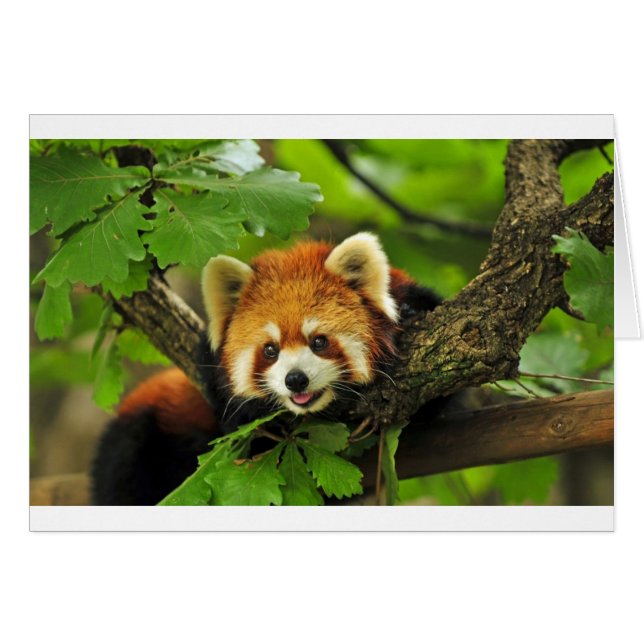 Red Panda Cub (Vorderseite (Horizontal))