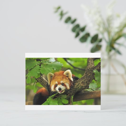 Red Panda Cub Postkarte (Stehend Vorderseite)