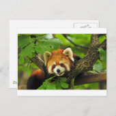 Red Panda Cub Postkarte (Vorne/Hinten)