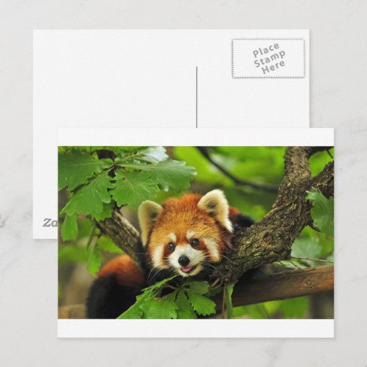 Red Panda Cub Postkarte (Vorne/Hinten)