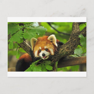 Red Panda Cub Postkarte