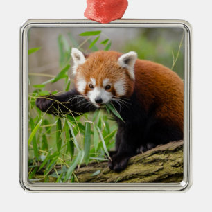 Red Panda Eating Green Leaf Ornament Aus Metall