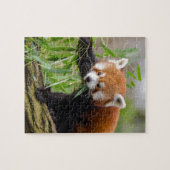 Red Panda Eating Green Leaf Puzzle (Horizontal)