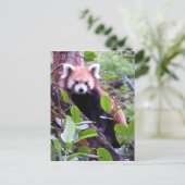 Red Panda Feiertagspostkarte (Stehend Vorderseite)