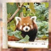 Red Panda Fensteraufkleber (Blatt 2)