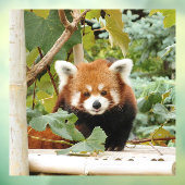 Red Panda Fensteraufkleber (Blatt 3)
