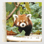 Red Panda Fensteraufkleber (Blatt)