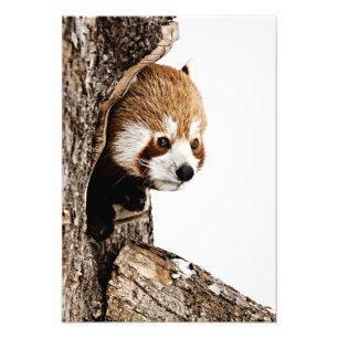 Red Panda Flüchtige Blick-a-Boo Fotodruck