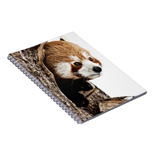 Red Panda Flüchtige Blick-a-Boo Notizblock (Rechte Seite)