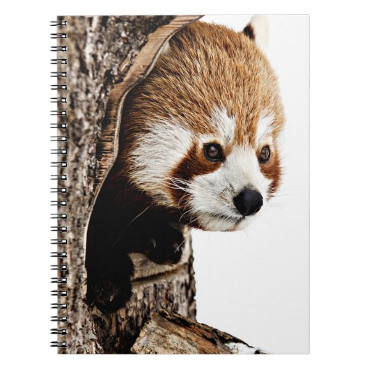 Red Panda Flüchtige Blick-a-Boo Notizblock (Vorderseite)