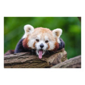 Red Panda Fotodruck (Vorne)