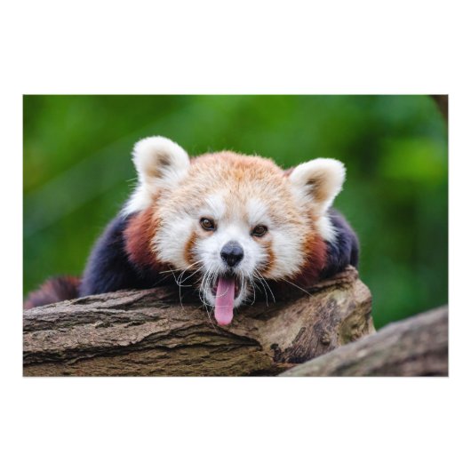 Red Panda Fotodruck (Vorne)