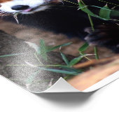 Red Panda Fotodruck (Ecke)