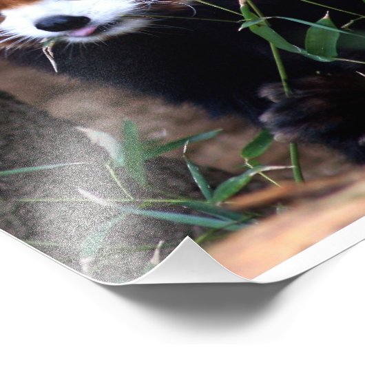 Red Panda Fotodruck (Ecke)