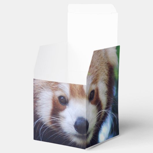 Red Panda Geschenkschachtel (Geöffnet)