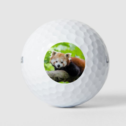 Red Panda Golfball (Vorderseite)