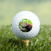 Red Panda Golfball (Insitu T-Shirt)