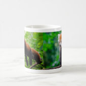 Red Panda Kaffeetasse (Mittel)