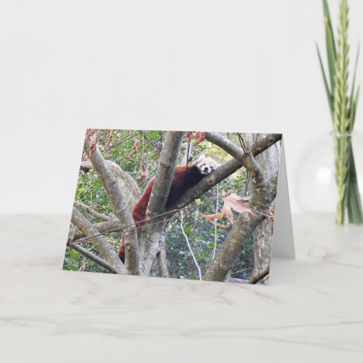 Red Panda Karte (Vorderseite)